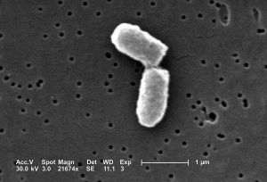 E. Coli es la bacteria modificada genéticamente que se usa para la obtención de biodiesel.